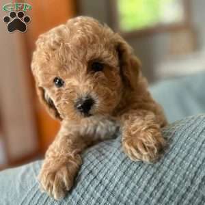 Camilla, Toy Poodle Puppy