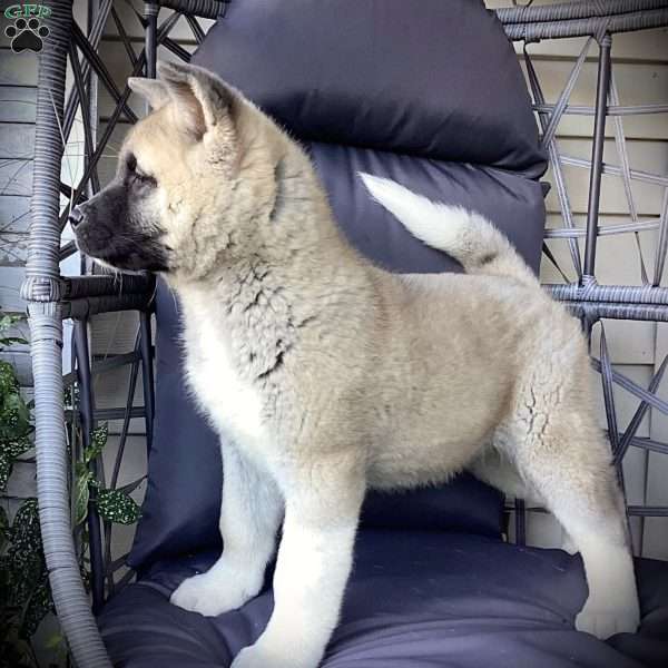 Caver, Akita Puppy