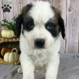 Max, Saint Bernard Puppy