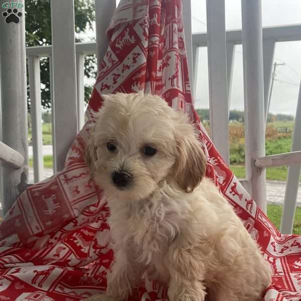 Kisses, Bichon Mix Puppy