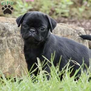 Roxy, Pug Puppy