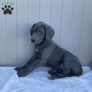 Brooke, Great Dane Puppy