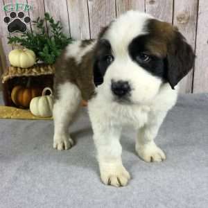 Choe, Saint Bernard Puppy