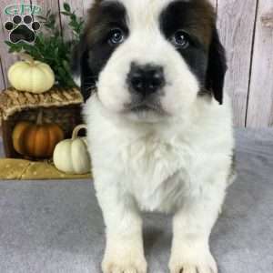 Choe, Saint Bernard Puppy