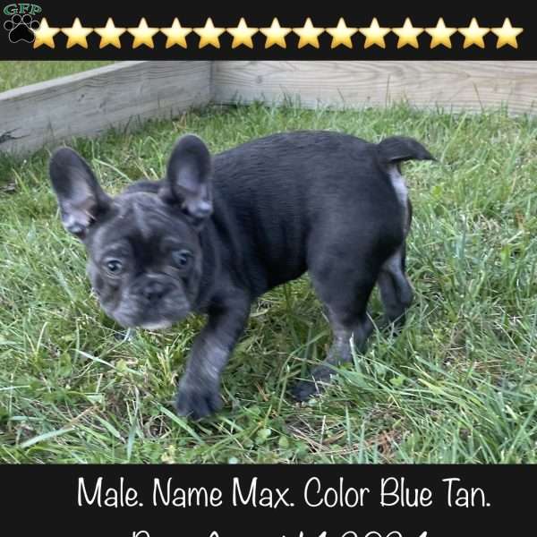 Max, French Bulldog Puppy