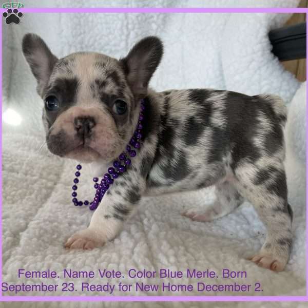 Vote, French Bulldog Puppy