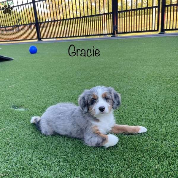 Gracie, Mini Bernedoodle Puppy