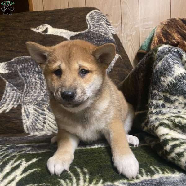 Sylvia, Shiba Inu Puppy