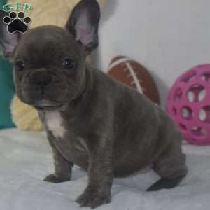 Annabell, French Bulldog Puppy