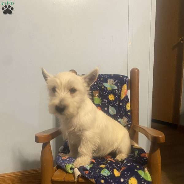 Tate, West Highland Terrier Puppy