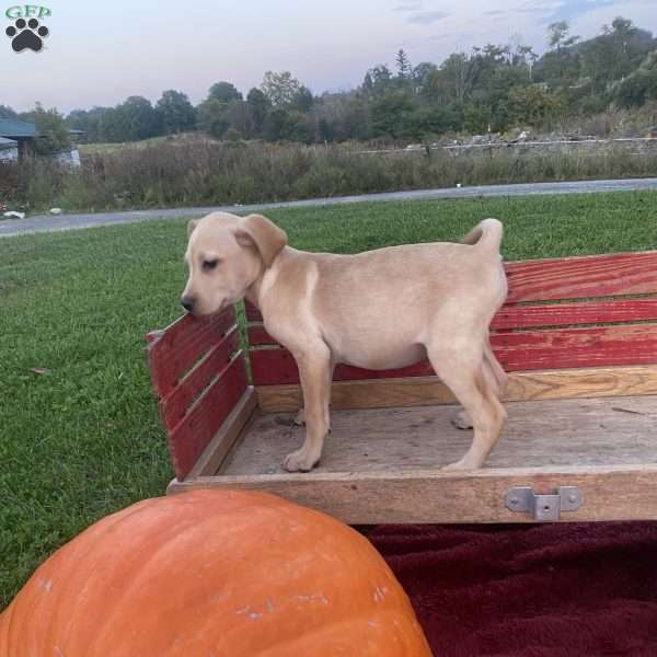 Tom, Labrador Mix Puppy