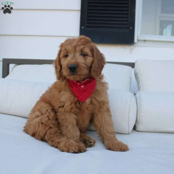 Hunter, Mini Goldendoodle Puppy