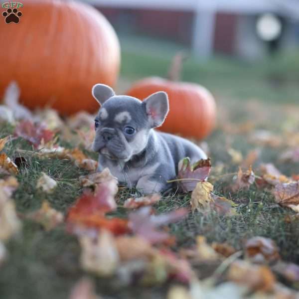 Izzy, French Bulldog Puppy