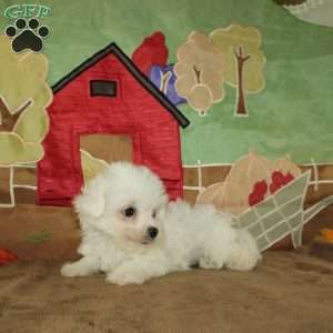 Wilma, Bichon Frise Puppy