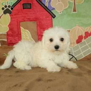 Winnie, Bichon Frise Puppy