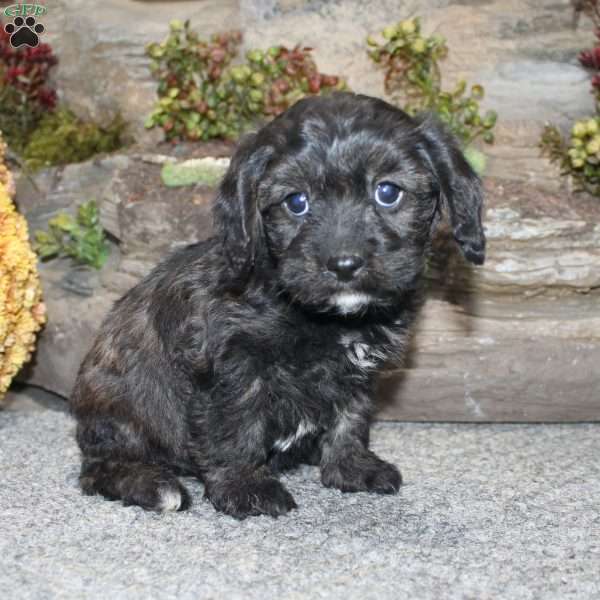 Charlie, Cavapoo Puppy