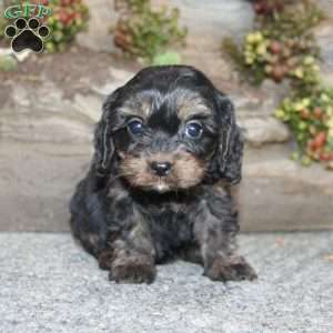 Charleen, Cavapoo Puppy