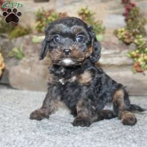 Calvin, Cavapoo Puppy