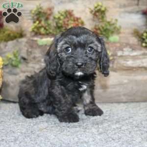 Cathy, Cavapoo Puppy