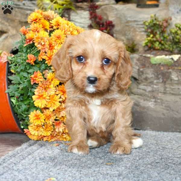 Crystal, Cavapoo Puppy