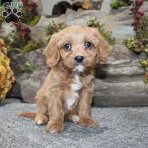 Cindy, Cavapoo Puppy