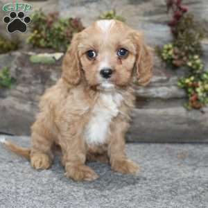 Cody, Cavapoo Puppy