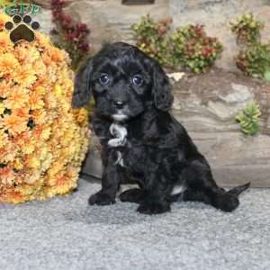 Colton, Cavapoo Puppy