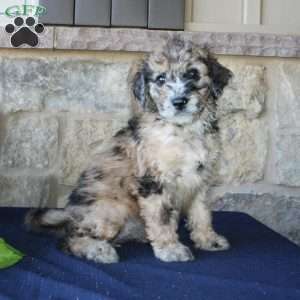 Sadie, Mini Labradoodle Puppy