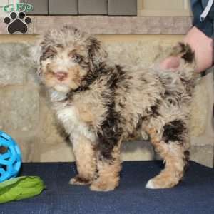 Seth, Mini Labradoodle Puppy