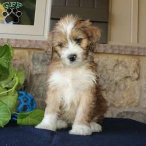 Samson, Mini Labradoodle Puppy