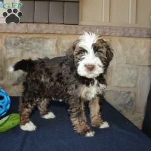 Scotty, Mini Labradoodle Puppy