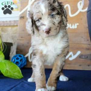 Kody, Mini Labradoodle Puppy