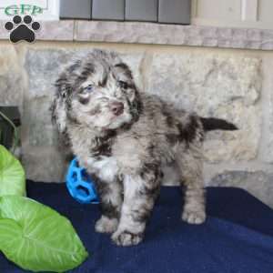 Kelly, Mini Labradoodle Puppy