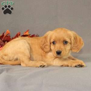 Sage, Miniature Golden Retriever Puppy