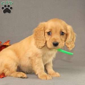 Shirley, Miniature Golden Retriever Puppy