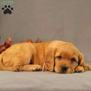 Sonya, Miniature Golden Retriever Puppy