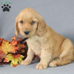 Shane, Miniature Golden Retriever Puppy