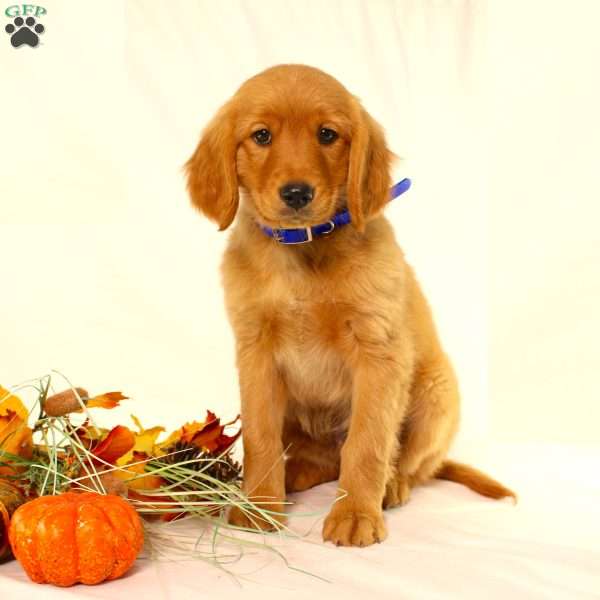 Alex, Miniature Golden Retriever Puppy