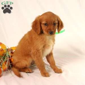 Andrea, Miniature Golden Retriever Puppy