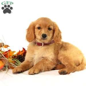 Apricot, Miniature Golden Retriever Puppy