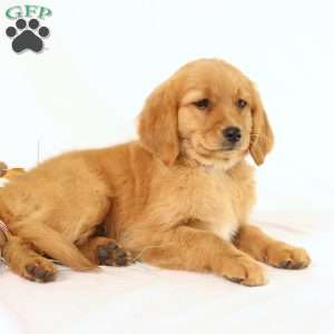 Applebud, Miniature Golden Retriever Puppy