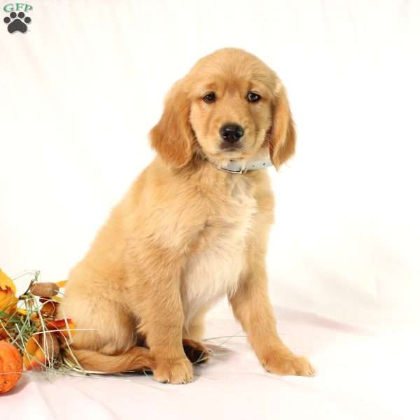 Avery, Miniature Golden Retriever Puppy