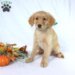 Albert, Miniature Golden Retriever Puppy