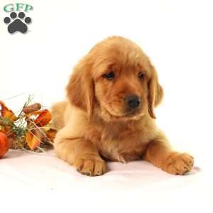 Asher, Miniature Golden Retriever Puppy