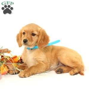 Annie, Miniature Golden Retriever Puppy