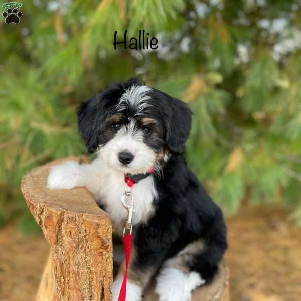 Hallie, Mini Bernedoodle Puppy