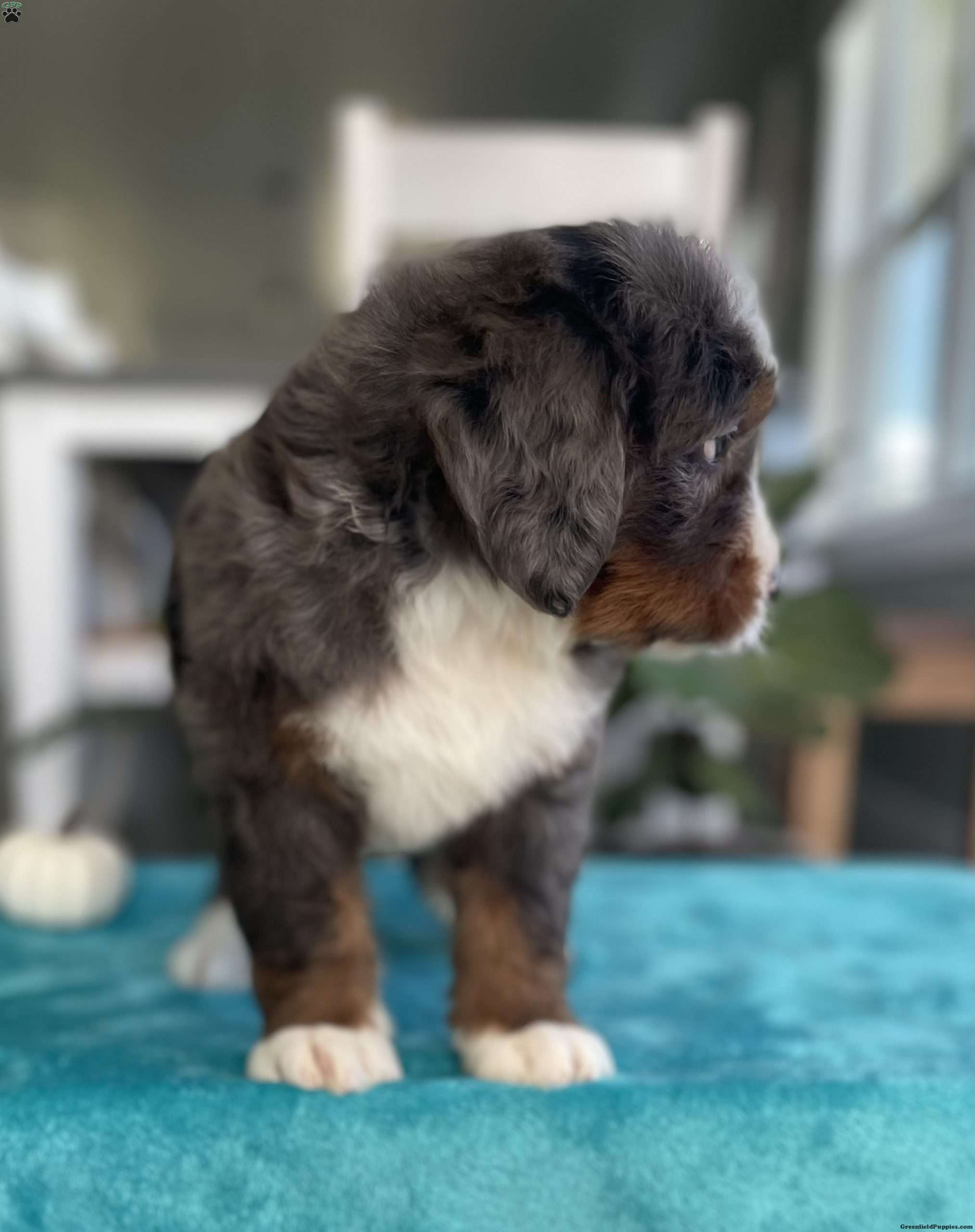Jeff Bernedoodle Puppy For Sale in Ohio
