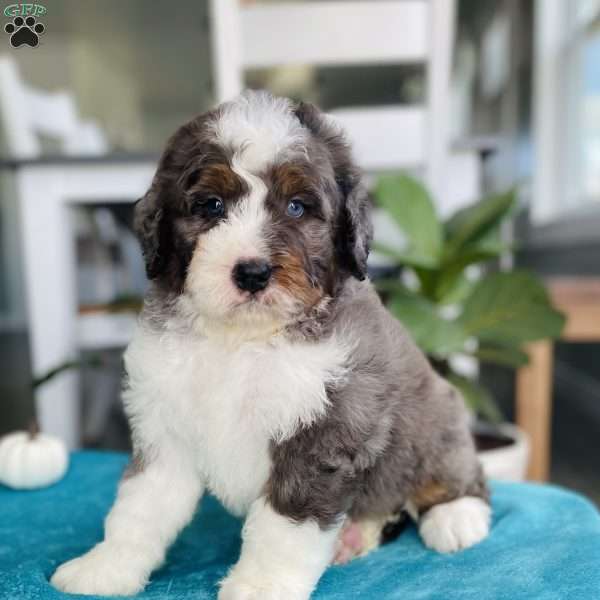 Jace, Bernedoodle Puppy