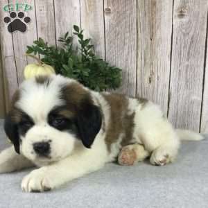 Bella, Saint Bernard Puppy