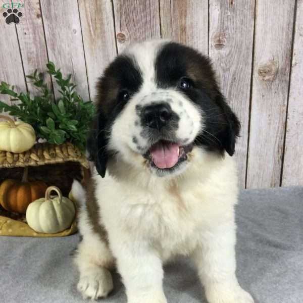 Ellie, Saint Bernard Puppy